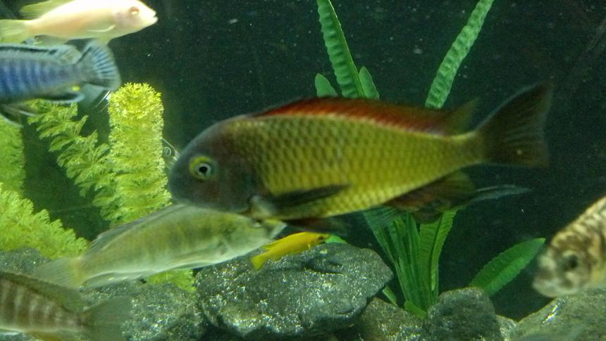 Rated #13: Freshwater Fish - Tropheus Moorii Ilangi - Ilangi Stocking In 184 Gallons Tank - WC Tropheus Ilangi