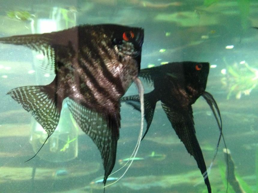 Rated #46: Freshwater Fish - Pterophyllum Sp. - Black Angel Stocking In 75 Gallons Tank - Our young couple, a Breeding pair of angelfish!