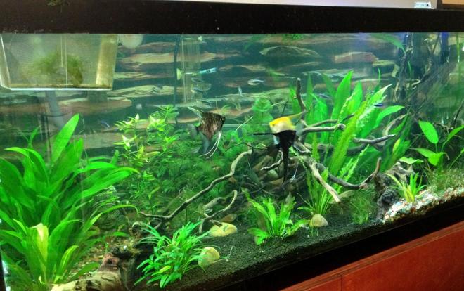 75 gallons planted tank (mostly live plants and fish)