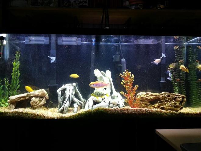 55 gallons freshwater fish tank (mostly fish and non-living decorations) - 55 gallon cichlid tank