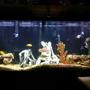 55 gallons freshwater fish tank (mostly fish and non-living decorations) - 55 gallon cichlid tank