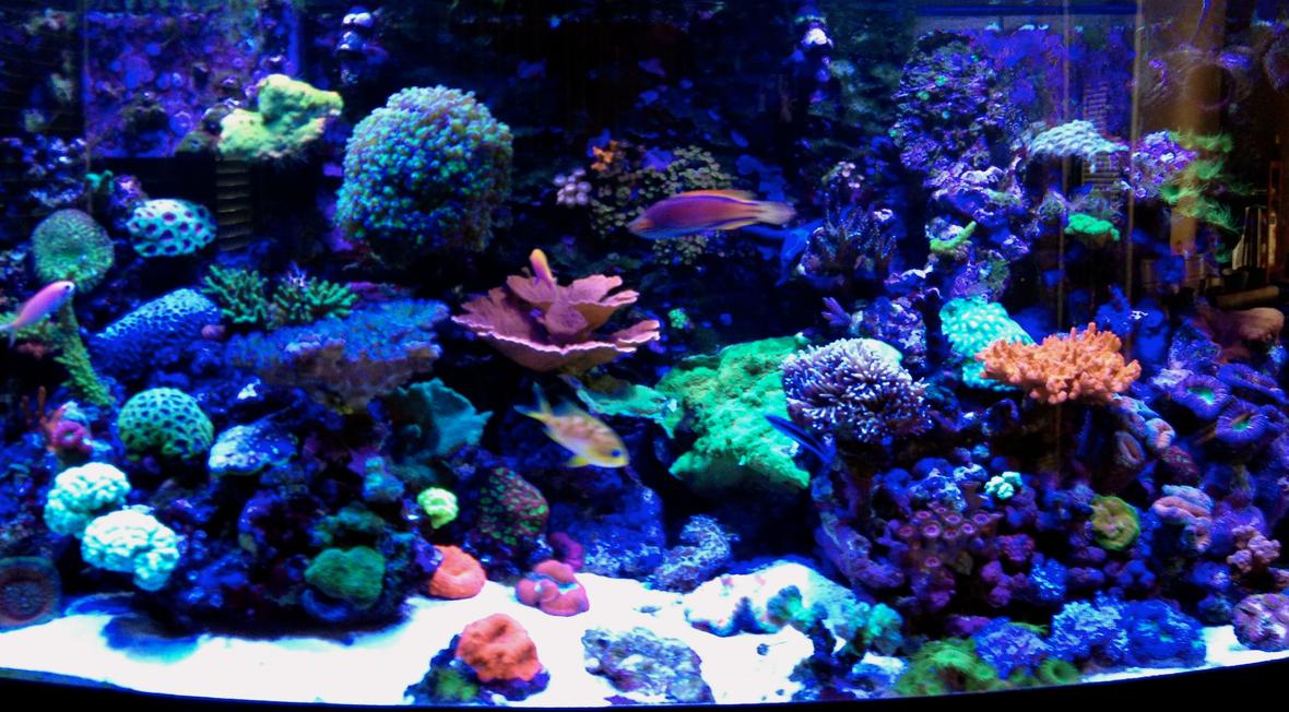 75 gallons reef tank (mostly live coral and fish) - Erik's 75 gallon bow-front