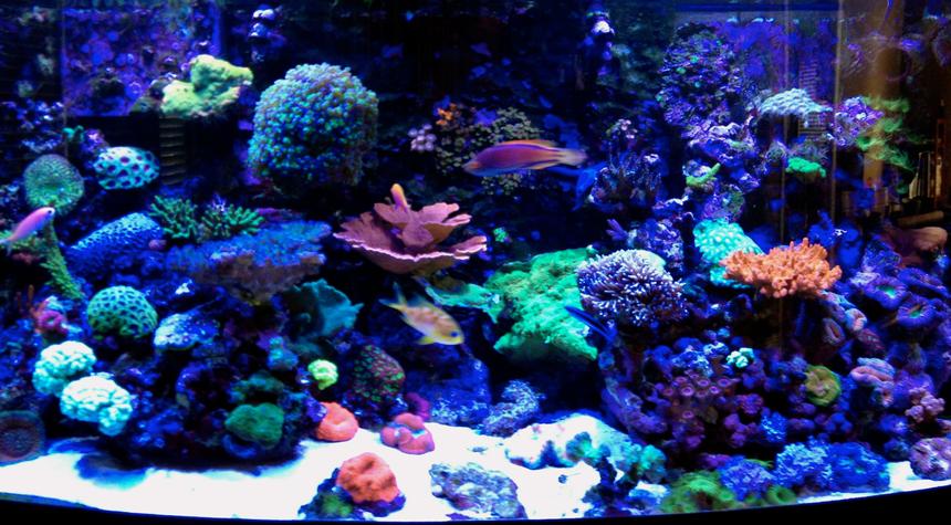 Rated #7: 75 Gallons Reef Tank - Erik's 75 gallon bow-front