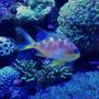 saltwater fish - odontanthias borbonius - borbonius anthias stocking in 75 gallons tank - Barbonius anthias