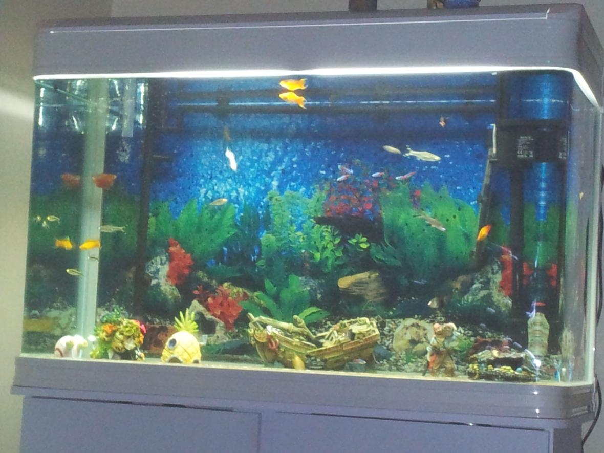 250 gallons freshwater fish tank (mostly fish and non-living decorations) - My First Fish Tank