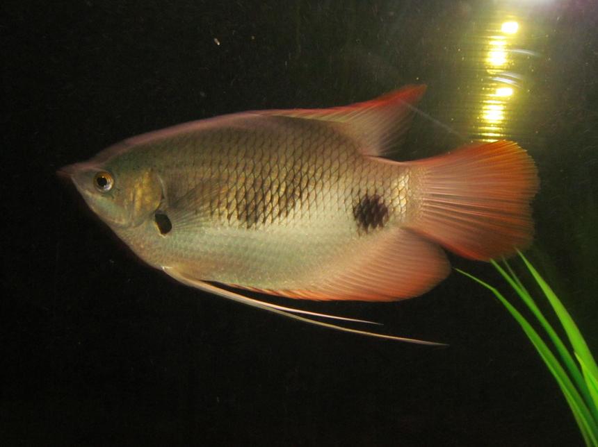 Rated #35: Freshwater Fish - Trichogaster Trichopterus - Gold Gourami Stocking In 264 Gallons Tank