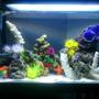 35 gallons saltwater fish tank (mostly fish, little/no live coral) - 30 Gallon FOWLR Tank