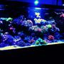 125 gallons reef tank (mostly live coral and fish) - Reef tank