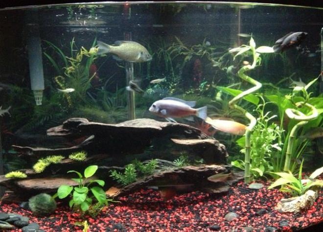 36 gallons planted tank (mostly live plants and fish) - Semi aggressive planted freshwater tank