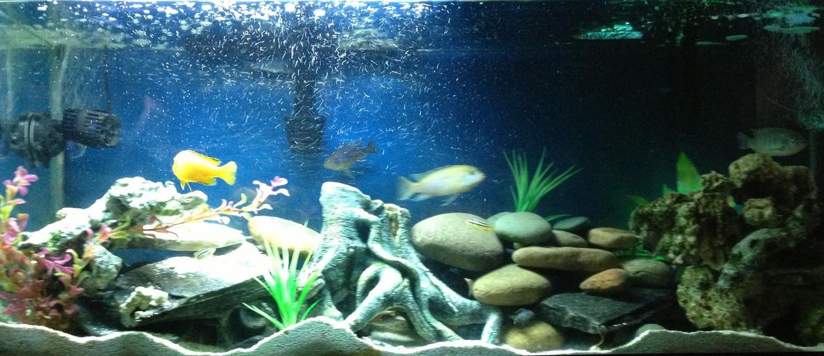 55 gallons freshwater fish tank (mostly fish and non-living decorations) - 55 gallon african cichlids
