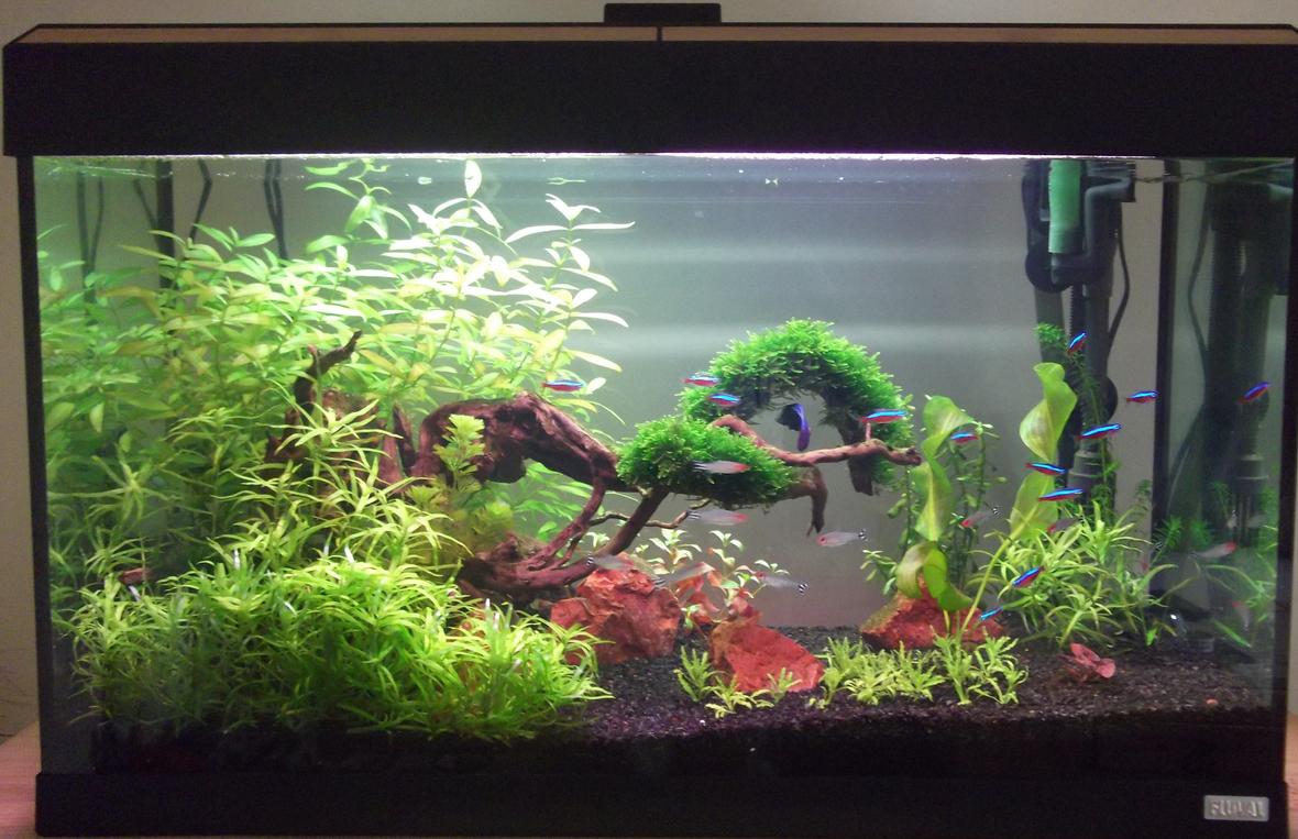 33 gallons planted tank (mostly live plants and fish) - 1st Planted Tank. Up and Running For 2 months.