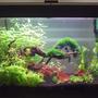33 gallons planted tank (mostly live plants and fish) - 1st Planted Tank. Up and Running For 2 months.