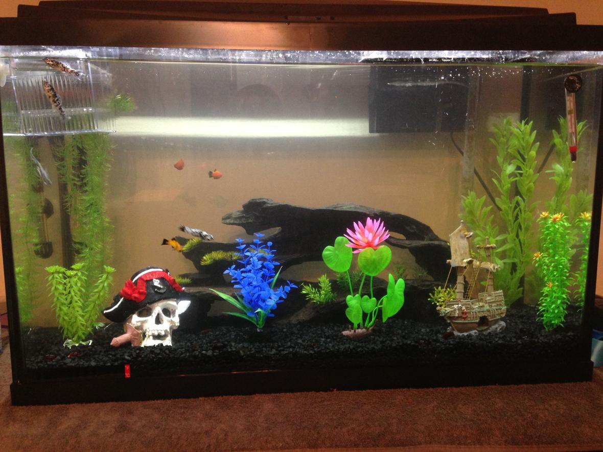 29 gallons freshwater fish tank (mostly fish and non-living decorations) - 29 gallon community tank. Top fin 30 filter. 2) Dwarf gouramis 5) Dalmatian mollies 2) Micky mouse platys 2) Sunburst platys 1) Redwag platy 1) Algae eater