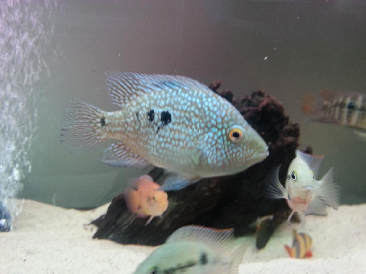 freshwater fish - herichthys carpinte - green texas cichlid stocking in 40 gallons tank - Texas ciclid