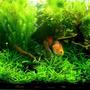 freshwater fish tank (mostly fish and non-living decorations) - -