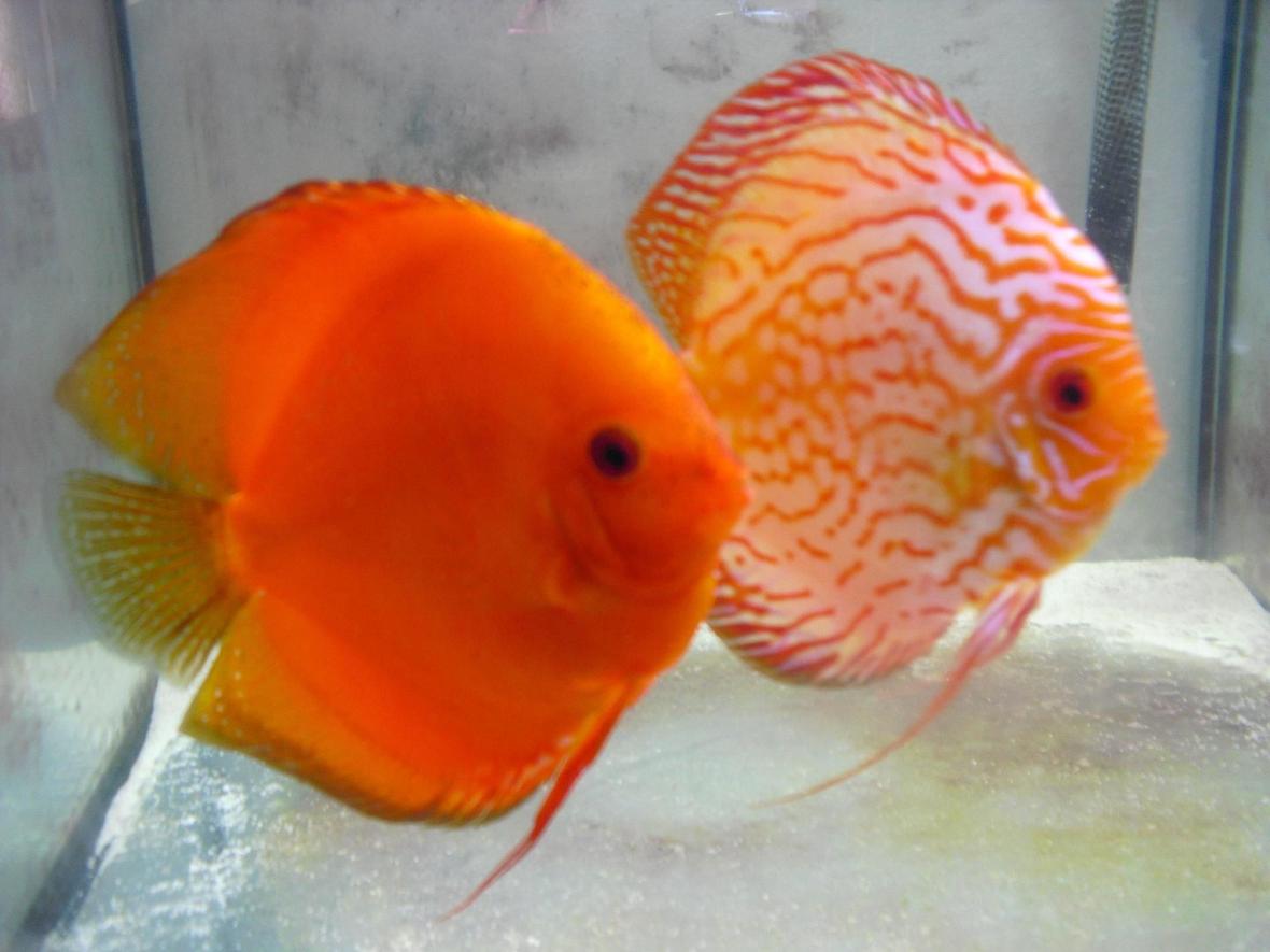 freshwater fish - symphysodon sp. - snakeskin discus - my pair of discus