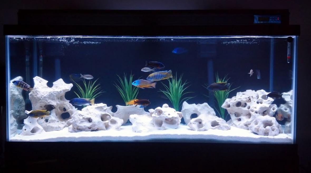 fish tank picture - Update with new lighting