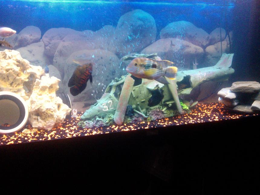 Rated #133: 65 Gallons Freshwater Fish Tank - my tank of american chiclids