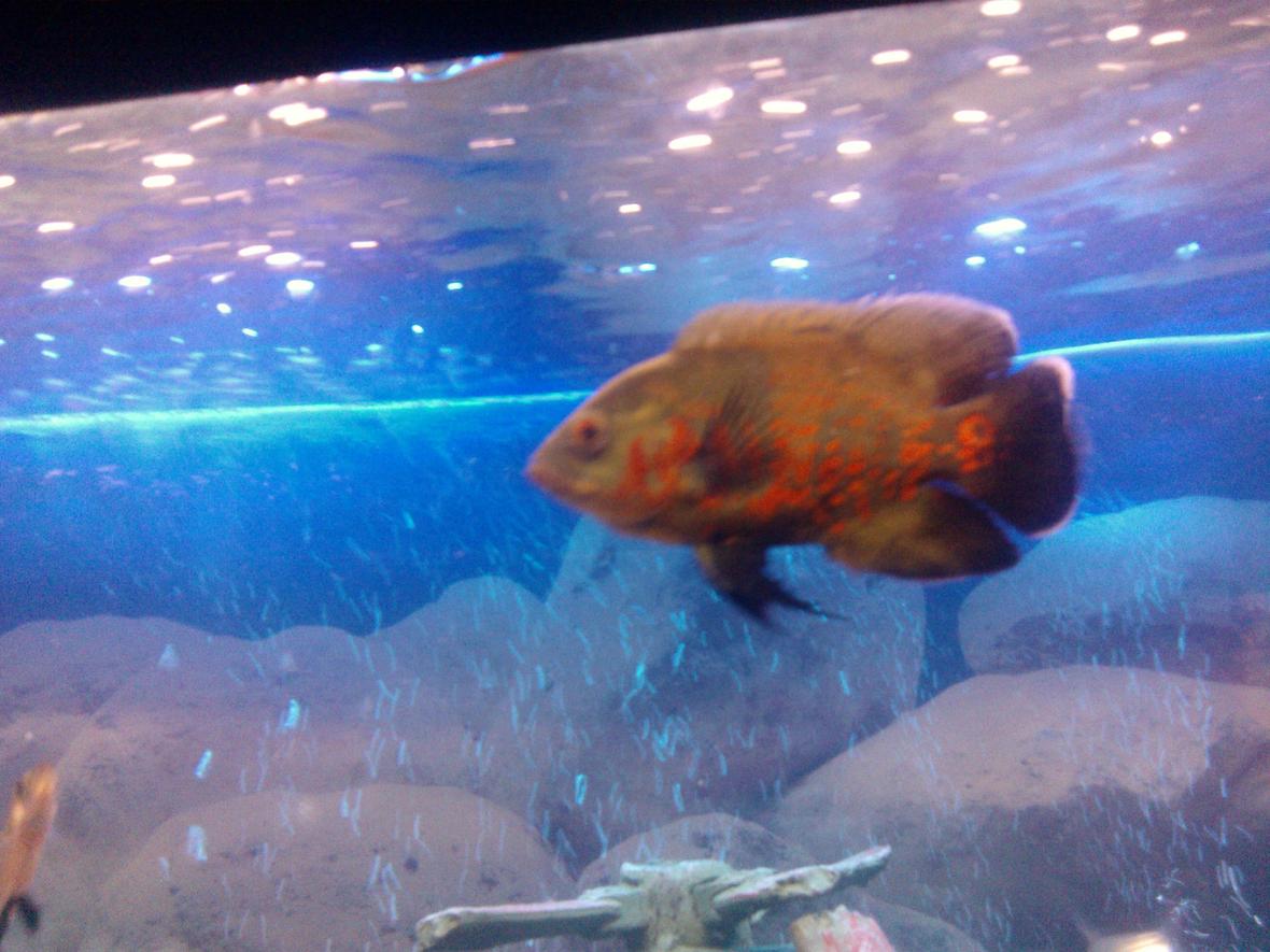 freshwater fish - astronotus ocellatus - tiger oscar stocking in 65 gallons tank - my oscar