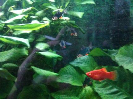 freshwater fish - puntius titteya - albino cherry barb stocking in 75 gallons tank - Barbs