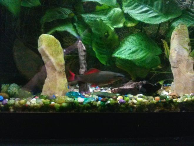 freshwater fish - epalzeorhynchos frenatus - rainbow shark stocking in 75 gallons tank - Rainbow shark