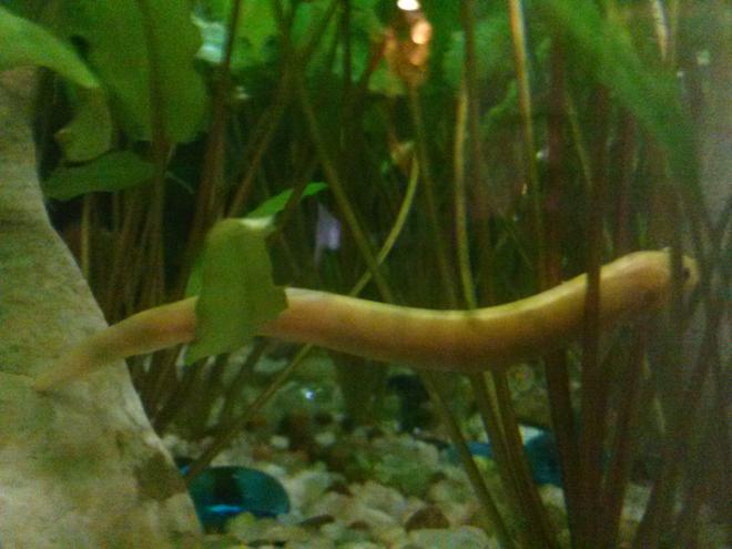 freshwater fish - misgurnus anguillicaudatus - dojo loach stocking in 75 gallons tank