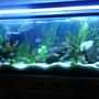 70 gallons planted tank (mostly live plants and fish) - Planted tang tank