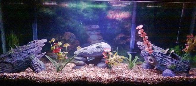 50 gallons freshwater fish tank (mostly fish and non-living decorations) - Just started my tank yesterday. Haven't owned a tank since I was a kid (ok it was my dad's) but it was maintained by some paid dude so yea, it was just to look at.  This is my FIRST tank, not really too sure what to do with it so any suggestions are welcome!
