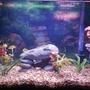 fish tank picture - Just started my tank yesterday. Haven't owned a tank since I was a kid (ok it was my dad's) but it was maintained by some paid dude so yea, it was just to look at. This is my FIRST tank, not really too sure what to do with it so any suggestions are welcome!