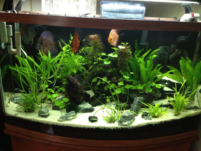 49 gallons planted tank (mostly live plants and fish) - My Amazon Planted Discus  Aquascape
