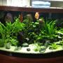 49 gallons planted tank (mostly live plants and fish) - My Amazon Planted Discus Aquascape