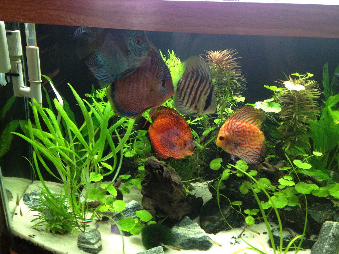 freshwater fish - symphysodon aequifasciata - green discus stocking in 49 gallons tank - My Fish