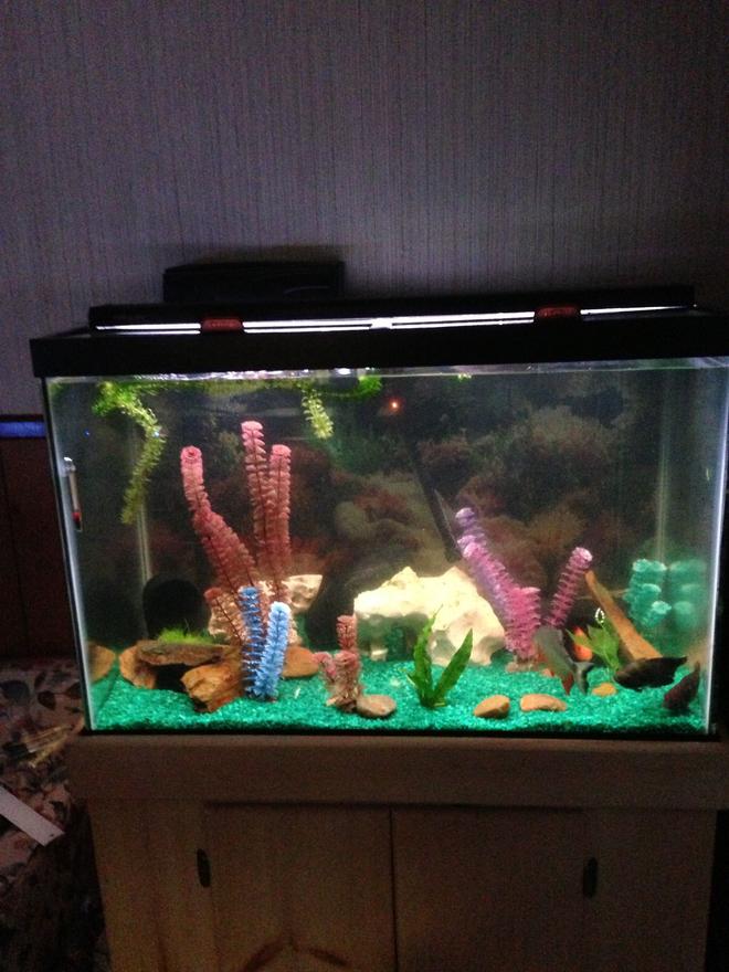 75 gallons freshwater fish tank (mostly fish and non-living decorations) - This is my 50 gallon tank as u can tell its not the most beautiful one yet but it's coming along