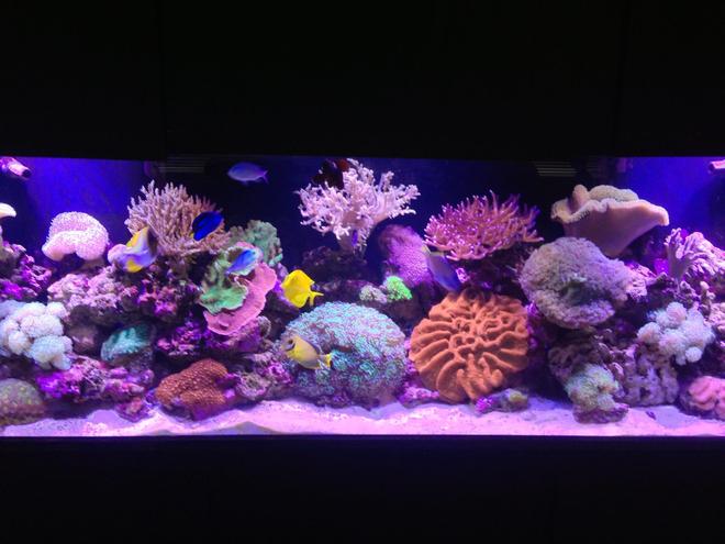 120 gallons reef tank (mostly live coral and fish) - Living the reef hobby and loving it