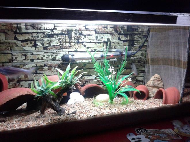 75 gallons freshwater fish tank (mostly fish and non-living decorations) - The basic look of my tank. The net is just a temporary partition, if some one is hurt.