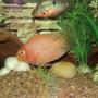 freshwater fish - hoplarchus psittacus - parrot cichlid stocking in 75 gallons tank - Parrot & Firemouth