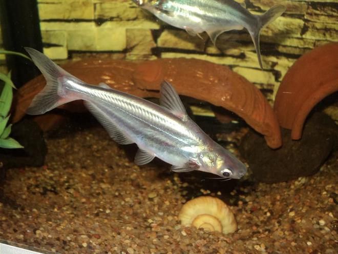 freshwater fish - pangasius hypophthalmus - iridescent shark stocking in 75 gallons tank - Iridescent Shark Catfish