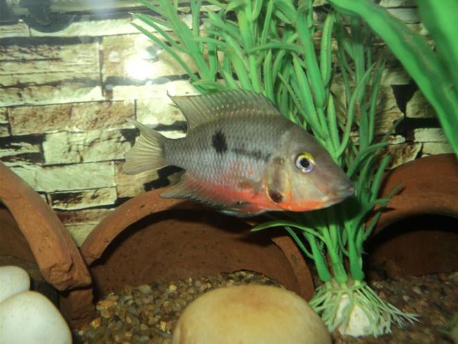 freshwater fish - thorichthys meeki - firemouth cichlid stocking in 75 gallons tank - Firemouth