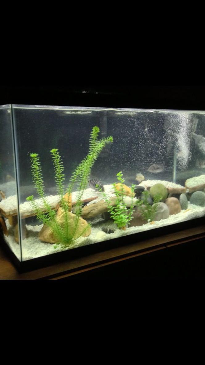 29 gallons freshwater fish tank (mostly fish and non-living decorations) - 30 gallon beauty