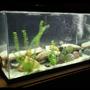 29 gallons freshwater fish tank (mostly fish and non-living decorations) - 30 gallon beauty