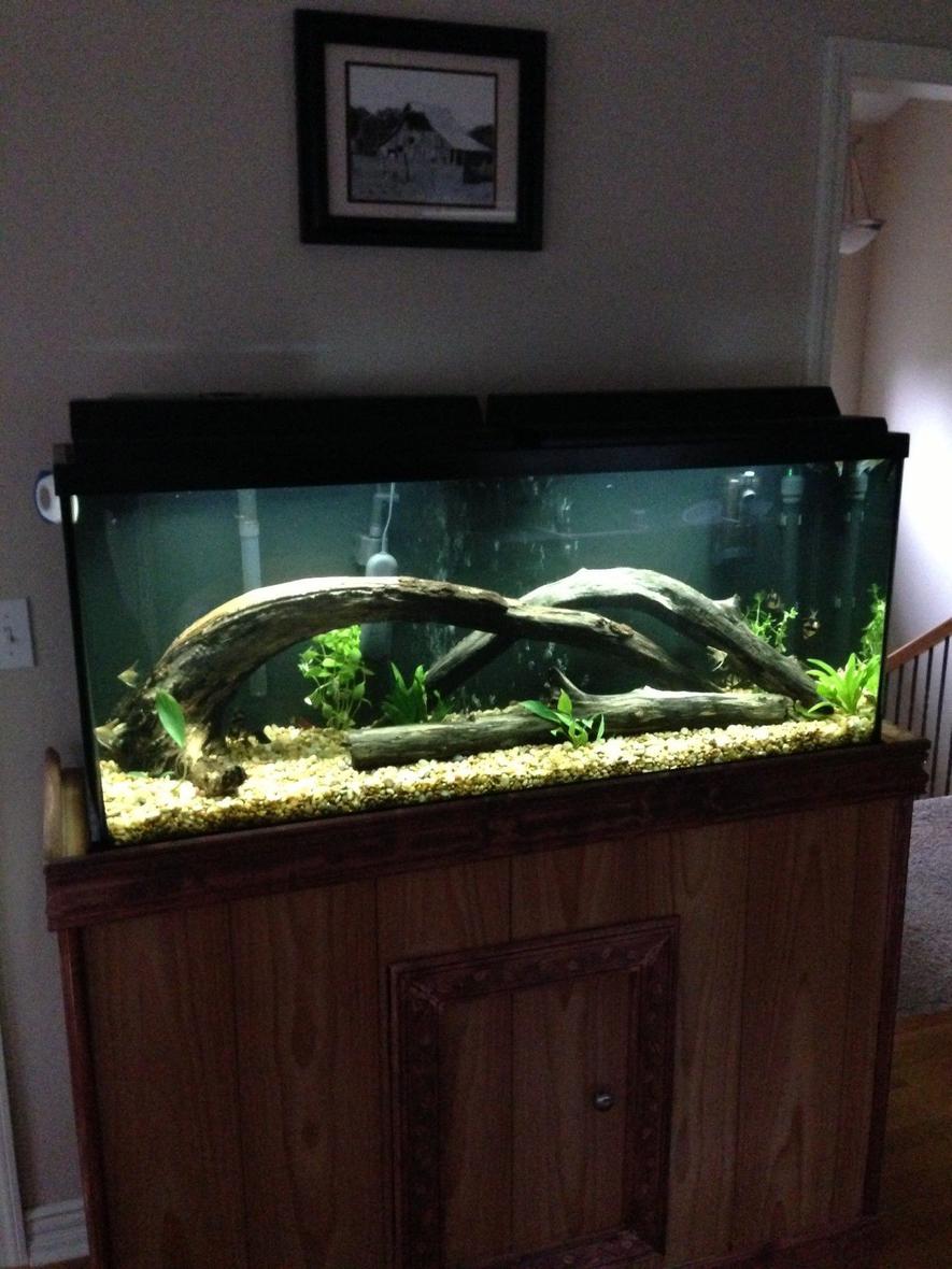 Rated #64: 55 Gallons Planted Tank - 55 gal tank with some plants