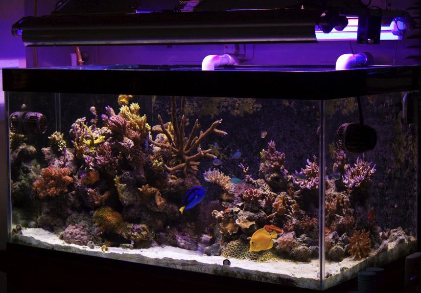 Rated #21: 120 Gallons Reef Tank - My Tank