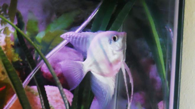 freshwater fish - pterophyllum sp. - blue angelfish stocking in 29 gallons tank - Andre, my Blue Angelfish