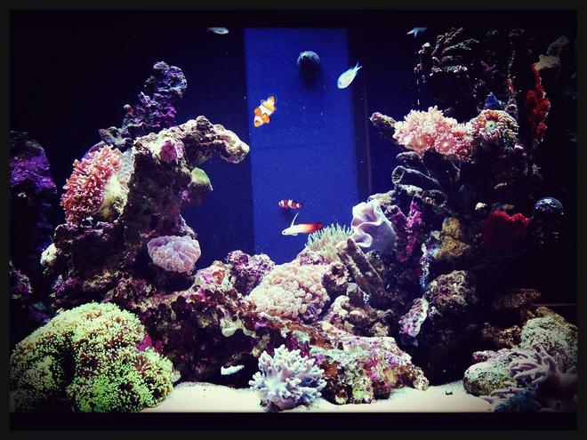 90 gallons reef tank (mostly live coral and fish) - I call this tank Utopia. As it looks like an under water paradise. :) I tried to create mountains, slopes and caves to give the tank a sense of depth and realism. Also color to add a sense of life to the tank. Thanks for viewing!