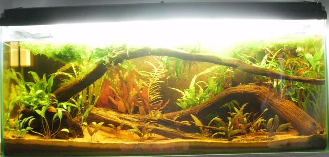 30 gallons planted tank (mostly live plants and fish) - rotala sp. vietnam
limnophila aromatica
cryptocoryne wendtii "tropica".
Cryptocoryne parva
Cryptocoryne Balansae 
Taxiphyllum alternans
Barclaya longifolia 
Aponogeton Crispus
Microsorum pteropus (java fern)
Microsorum pteropus windelov
Microsorum pteropus "trident"
Microsorum pteropus "needle"
Microsorum pteropus "mini" 
Microsorum pteropus philippines
Microsorum pteropus narrow