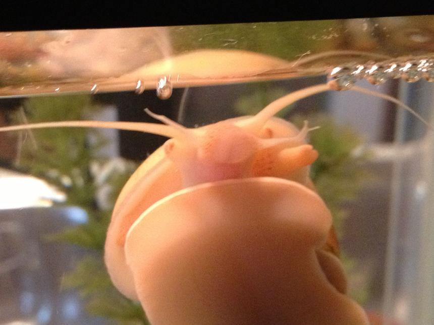 Rated #8: Corals Inverts - Pomacea Bridgesii - Mystery Snail Stocking In 10 Gallons Tank - My mystery snail.. This big guy is my favorite!