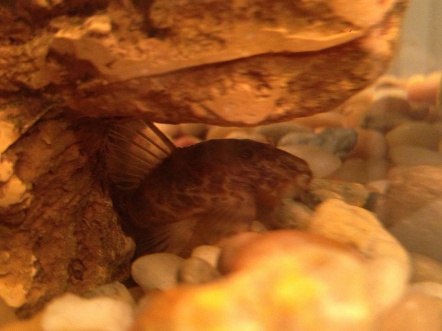 Rated #49: Freshwater Fish Stocking In 10 Gallons Tank