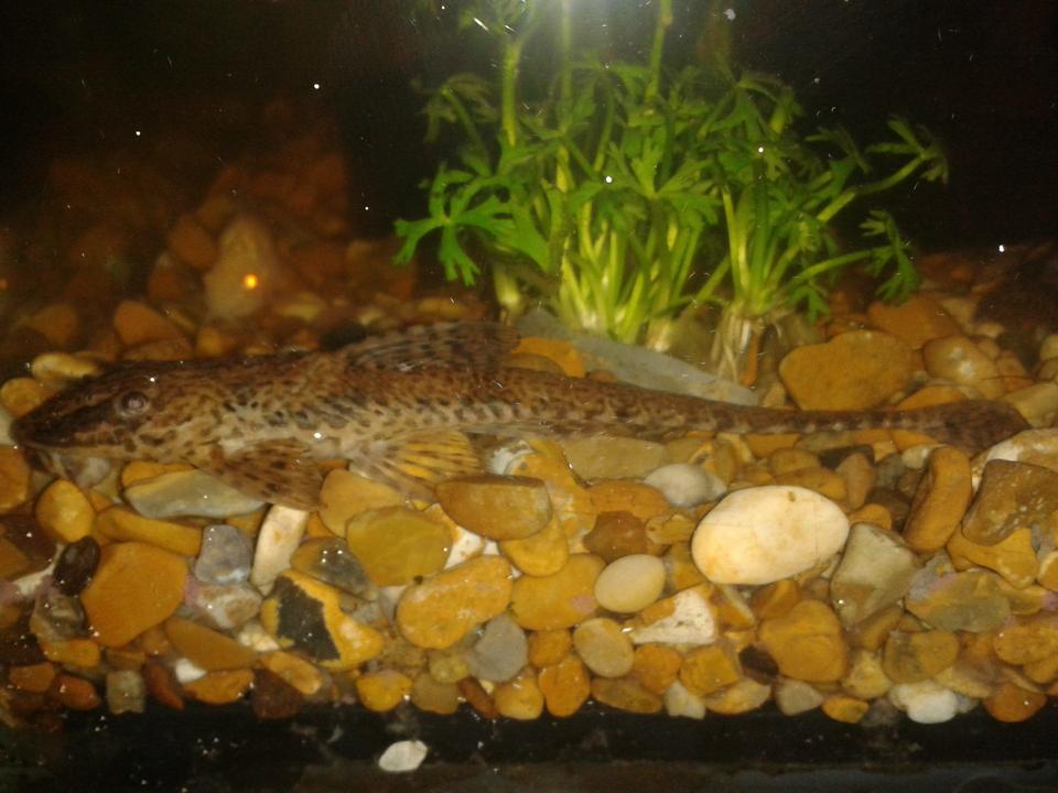 freshwater fish - rineloricaria sp. - red lizard whiptail plecostomus (l-10a) stocking in 10 gallons tank - my Whiptail Catfish. its around 7.5 - 8 inches long.