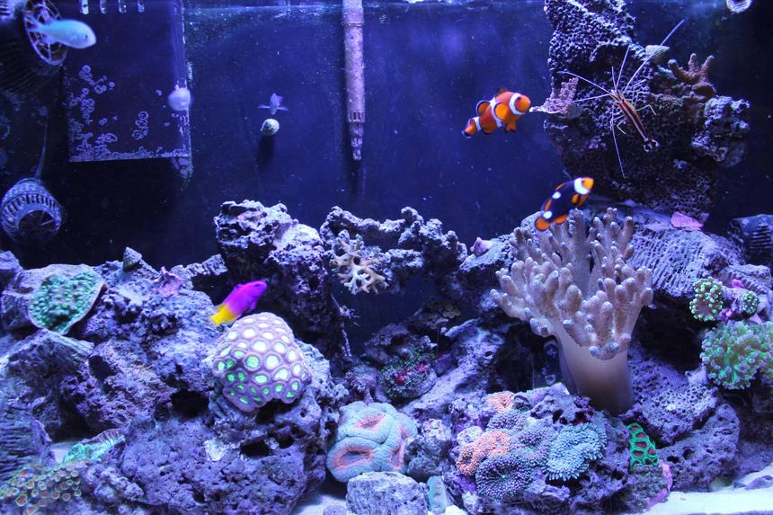 Rated #36: 33 Gallons Reef Tank - 2 years old.