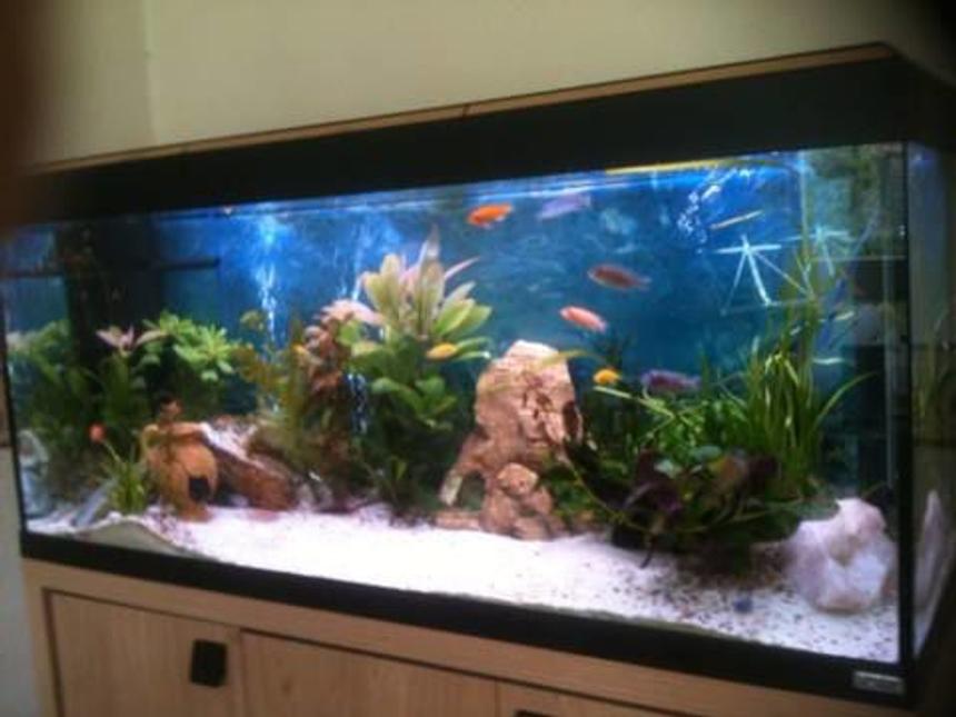 Rated #66: 50 Gallons Planted Tank - sorry for poor quality!  I will try and upload more soon....